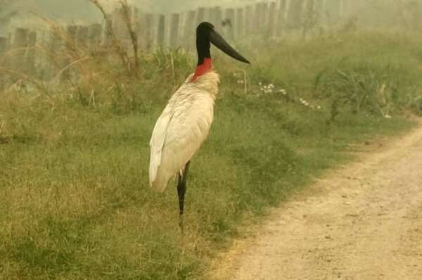 Incendios y calidad del aire: ¿quién se ocupa de los animalitos? - Nacionales - ABC Color