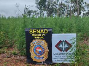 Destruyen 8 hectáreas de plantaciones de marihuana en Alto Verá - Policiales - ABC Color