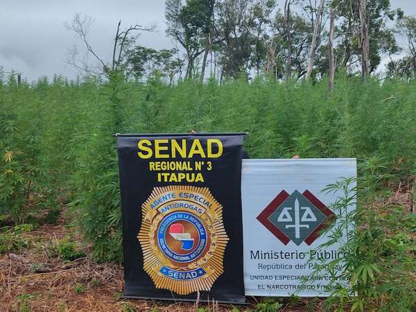 Destruyen 8 hectáreas de plantaciones de marihuana en Alto Verá - Policiales - ABC Color