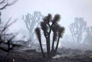 Incendio forestal cerca de Los Ángeles se expande rápidamente y arrasa decenas de casas - Mundo - ABC Color