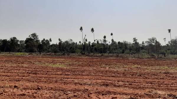UE tendrá “su baño de realidad” y “recapacitará” en su normativa antideforestación, afirma UGP - Economía - ABC Color