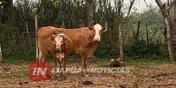 HOMBRE MURIÓ TRAS SER EMBESTIDO POR UNA VACA - Itapúa Noticias