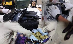 Marihuana «vip» procedente de EEUU tenía como destino final la capital de Alto Paraná – Diario TNPRESS