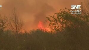 Incendios en el Chaco afectan al ganado y fauna silvestre - SNT