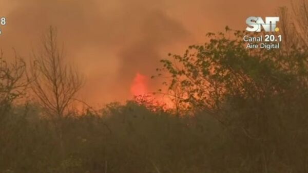 Incendios en el Chaco afectan al ganado y fauna silvestre - SNT