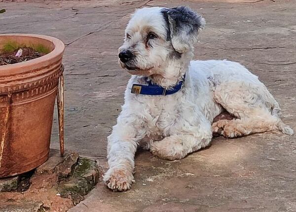 Otto - Encontrá a tu mascota - ABC Color