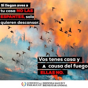 Piden proteger a las aves que huyen del incendio en el Chaco - ADN Digital