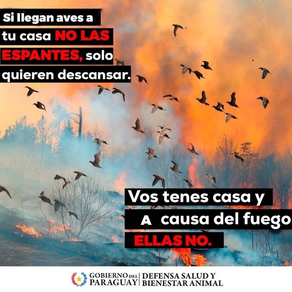 Piden proteger a las aves que huyen del incendio en el Chaco - ADN Digital