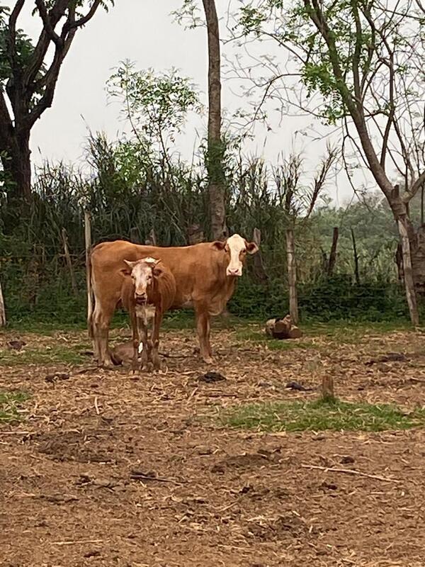 Hombre fallece tras ser atacado por un animal vacuno en José Leandro Oviedo