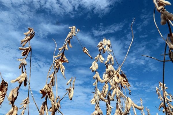 Expertos alertan efecto de La Niña en la zafra 2024/2025, aunque mantienen proyección de producción - MarketData
