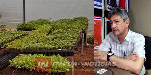 INVERNADERO DE PIRAPÓ PRODUCE 13.000 PLANTINES PARA PRODUCTORES DE ITAPÚA - Itapúa Noticias