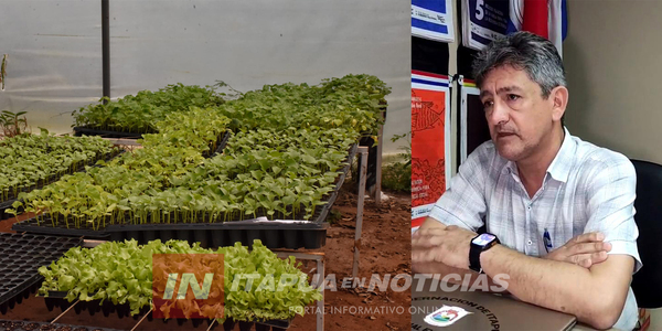 INVERNADERO DE PIRAPÓ PRODUCE 13.000 PLANTINES PARA PRODUCTORES DE ITAPÚA - Itapúa Noticias
