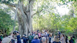 Un árbol de guapo'y de Quiindy fue elegido como el más grande del país