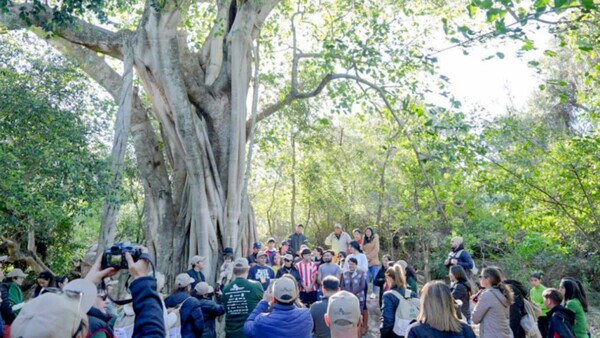 Un árbol de guapo'y de Quiindy fue elegido como el más grande del país