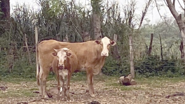 Vaca atropelló y mató al señor que la cuidaba