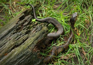 Serpiente ataca a vacuno en Coronel Bogado y causa pérdidas económicas