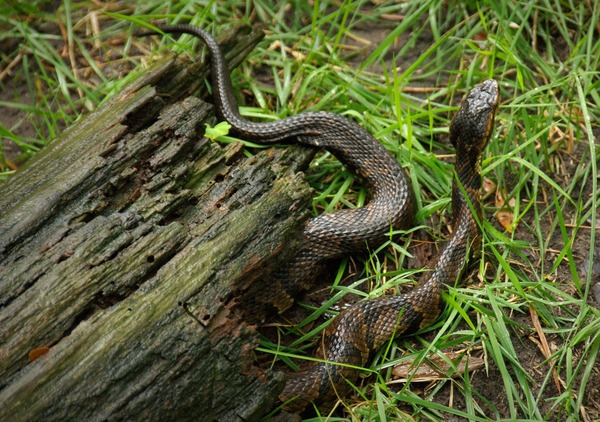 Serpiente ataca a vacuno en Coronel Bogado y causa pérdidas económicas
