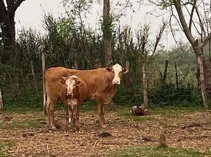 Sexagenario muere tras ser embestido por una vaca - Policiales - ABC Color
