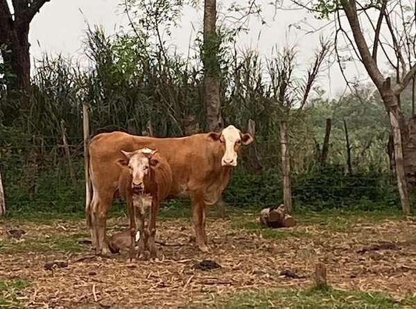 Sexagenario muere tras ser embestido por una vaca - Policiales - ABC Color