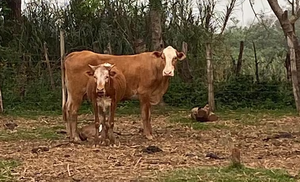 Sexagenario muere tras ser embestido por una vaca - Noticiero Paraguay