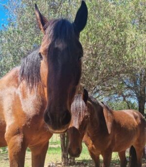 Inseguridad: denuncian el robo de dos caballos y solicitan ayuda para encontrarlos - Policiales - ABC Color