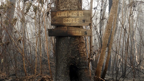 Miles de animales y especies endémicas han muerto por los incendios forestales en Bolivia