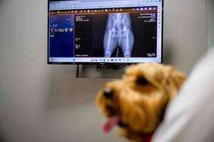 Veterinarios recurren a la inteligencia artificial para atender mascotas en Corea del Sur - Mascotas - ABC Color