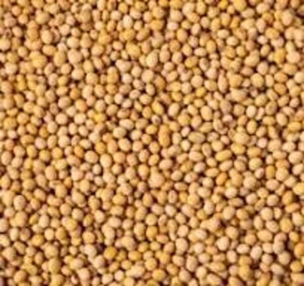 Paraguay con nuevo récord en exportación de grano de soja