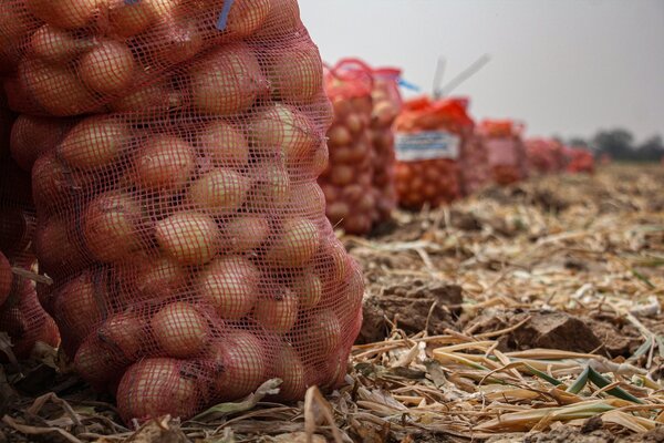 Producción de cebollas con riego en el Chaco