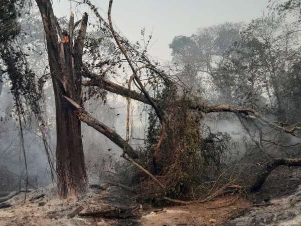 Denuncian quema de 12.000 hectáreas de Reserva Natural del Bosque Mbaracayú - Policiales - ABC Color