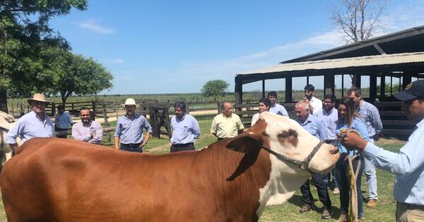 La Nación / Avanzan negociaciones para exportar material genético bovino a Costa Rica
