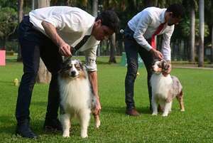 Perros de raza en competencia - ABC Revista - ABC Color