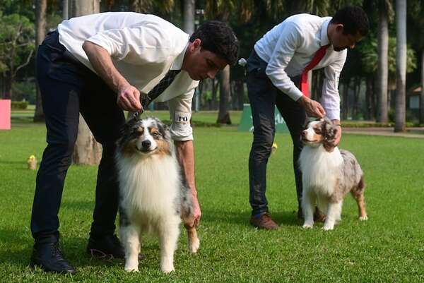 Perros de raza en competencia - ABC Revista - ABC Color