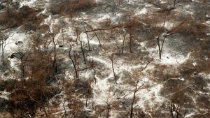 Hasta tres décadas podrían tardarse en recuperar bosques de Chovoreca