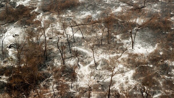 Hasta tres décadas podrían tardarse en recuperar bosques de Chovoreca