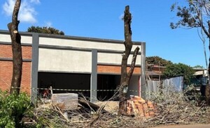 Intervienen en caso de poda de árbol sin autorización en San Alfredo