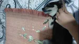 Una perrita hizo ku’i el 100 mil de su humana
