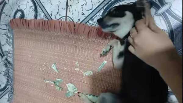 Una perrita hizo ku’i el 100 mil de su humana