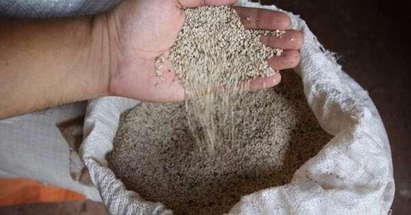 La Nación / Sésamo paraguayo se posiciona en el mercado exterior por su calidad