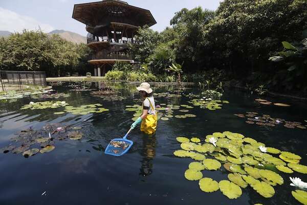 El jardín Botánico de Cali, el lugar donde se cuida el “oro verde” de Colombia - Viajes - ABC Color