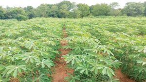 Municipalidad de Cambyretá invita a charla sobre el cultivo de mandioca