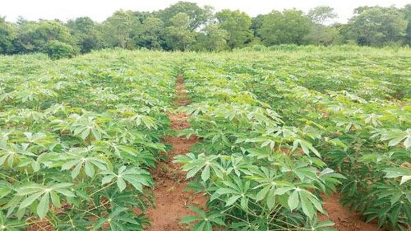 Municipalidad de Cambyretá invita a charla sobre el cultivo de mandioca