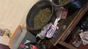 Hallan supuesta "marihuana vip" por todos los rincones de una vivienda y atrapan a una persona