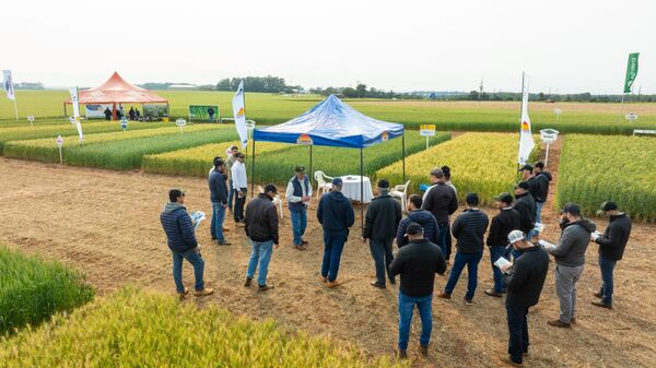 CAPECO– IPTA – INBIO presentó trigos resistentes a enfermedades en el Dia de Campo de SEM AGRO