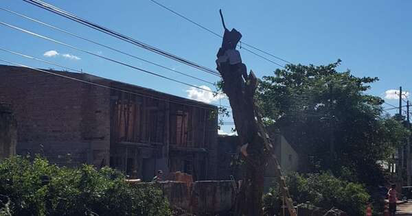 Diario HOY | En Asunción prohíben podar árboles durante la temporada primavera-verano