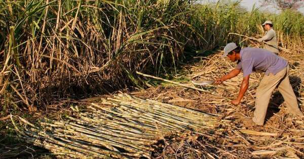 La Nación / Cañicultores quedaron conformes con modificaciones a proyecto de biocombustibles