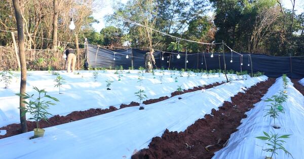 Diario HOY | Operación Turc: desbaratan banda que enviaba marihuana Premium a Brasil
