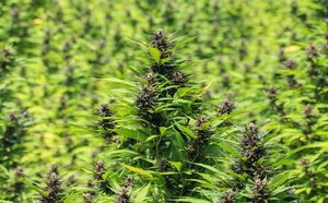 En Paraguay se producía cannabis premium para Brasil - Judiciales.net