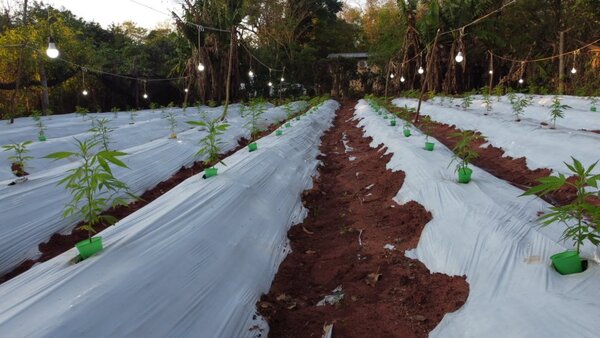 Golpe al narcotráfico: desmantelan esquema criminal que producía cannabis premium - trece