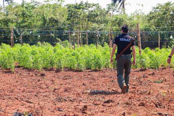 Senad desarticula estructura que producía cannabis premium en Amambay - Unicanal